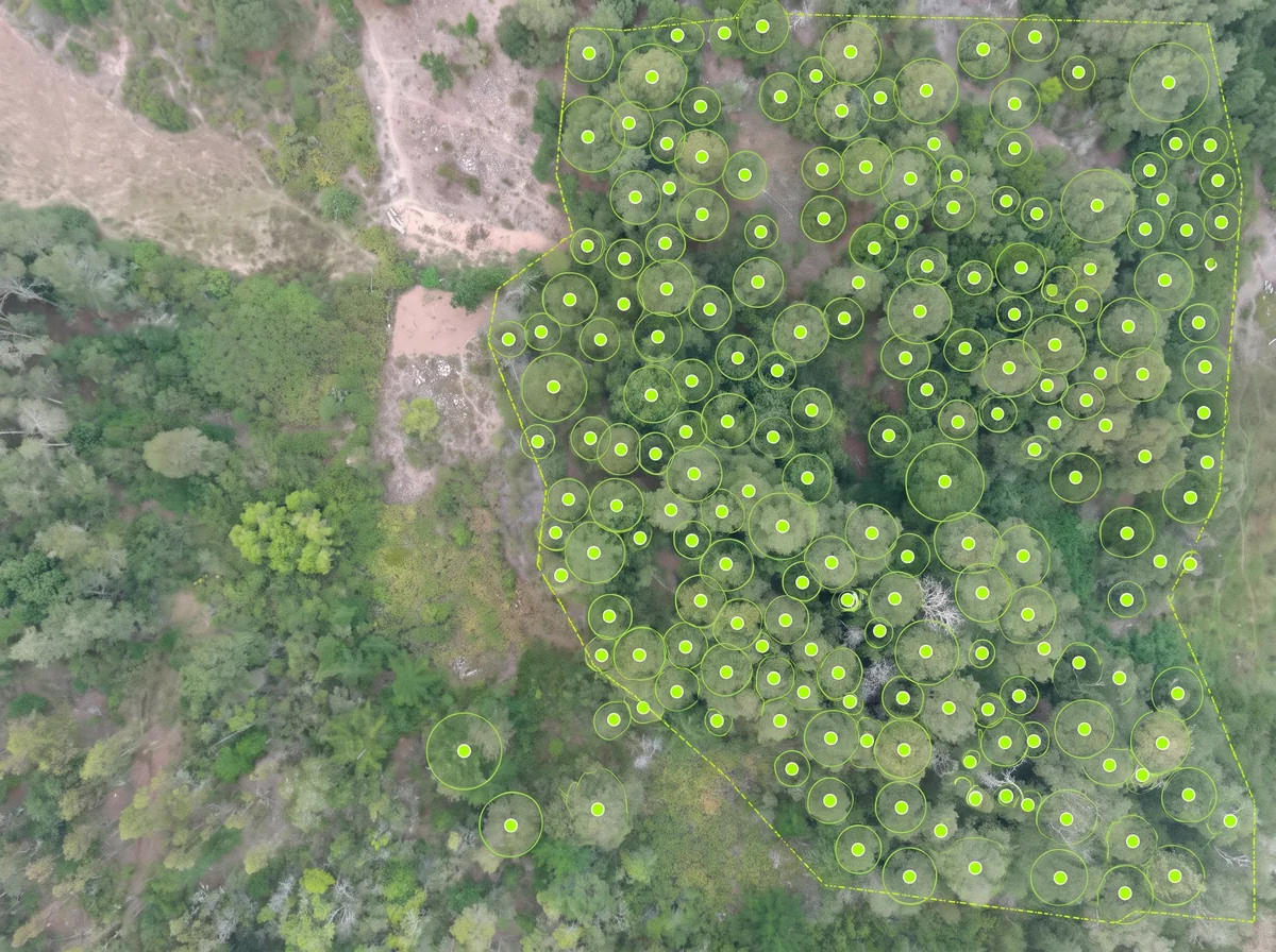 Bosque nativo visto desde el dron, con una marca sobre cada copa de árbol y el límite del rodal dibujado: así se cuenta y mide el bosque para el plan de manejo