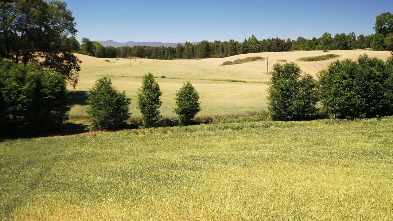 Vista de dron sobre un campo de trigo