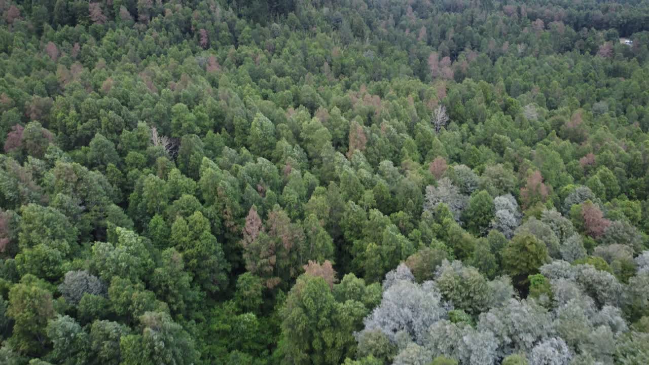 Vista de dron sobre bosque nativo